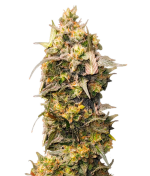 1756231343868.png 1756231343868.png