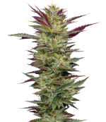 1756231359418.png 1756231359418.png