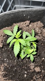 IMG_4214.jpeg IMG_4214.jpeg