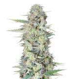 1756298750020.png 1756298750020.png