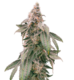 1756298778458.png 1756298778458.png