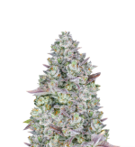 1756369845905.png 1756369845905.png