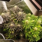 12312123123.jpg 12312123123.jpg