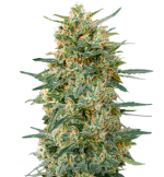 1756466772146.png 1756466772146.png