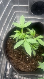 IMG_4227.jpeg IMG_4227.jpeg