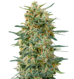 1756563907103.png 1756563907103.png