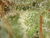 Photo_2025-08-29 08_46_11_652.png