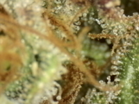 Photo_2025-08-31 07_57_00_672.png