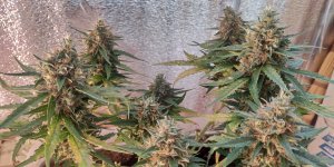 P50901-191028 (1).jpg