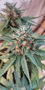 P50901-190942 (1).jpg