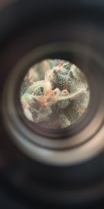 P50901-191616 (1).jpg