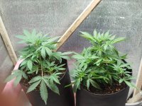 Изображение WhatsApp 2025-09-02 в 14.37.21_a67d5251.jpg