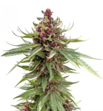 1756819592594.png 1756819592594.png