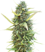 1756894130227.png 1756894130227.png