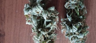 шишки АК и КК.jpg