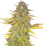 1757242579454.png 1757242579454.png