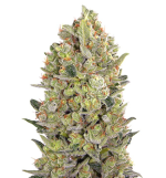 1757335335220.png 1757335335220.png