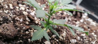 мелкий цветет.jpg мелкий цветет.jpg