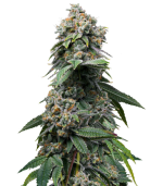 1757413911077.png 1757413911077.png