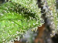 Photo_2025-09-10 19_28_07_986.JPG