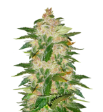 1757574843262.png 1757574843262.png