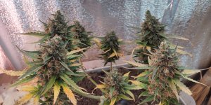 P50911-182932 (1).jpg