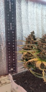 P50911-182923 (1).jpg