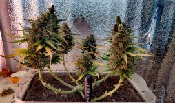 P50911-182838 (1)(3).jpg