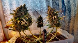 P50912-185259(1) (1).jpg