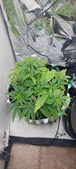 IMG_20250913_130430_322.jpg IMG_20250913_130430_322.jpg