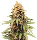 1757851451328.png 1757851451328.png