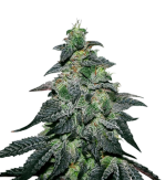 1757851468226.png 1757851468226.png