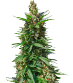 1757958947769.png 1757958947769.png