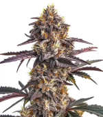 1758296759329.png 1758296759329.png