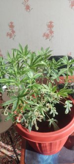 1758522346796.jpg 1758522346796.jpg