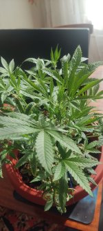 1758522346804.jpg 1758522346804.jpg