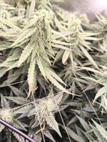 WhatsApp Image 2025-09-25 at 21.53.04 (2).jpeg