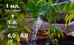 ispolzovanie-fermentnogo-rastvora-pri-vyrashchivanii-konopli__QML5d9SMAyJBCLdm.jpg ispolzovanie-fermentnogo-rastvora-pri-vyrashchivanii-konopli__QML5d9SMAyJBCLdm.jpg