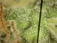 WhatsApp Image 2025-09-27 at 18.00.42 (1).jpeg