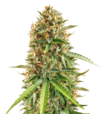 1759232760733.png 1759232760733.png