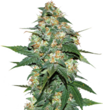 1759308419408.png 1759308419408.png