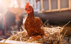 chiken.jpg chiken.jpg