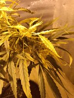 IMG_20251003_151848.jpg IMG_20251003_151848.jpg