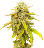 1759573820814.png 1759573820814.png