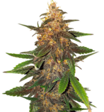 1759750467249.png 1759750467249.png