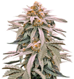 1759750483843.png 1759750483843.png