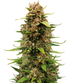 1759752604237.png 1759752604237.png