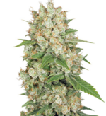 1759919231691.png 1759919231691.png