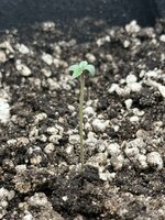 IMG_3448.jpeg IMG_3448.jpeg