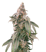 1760003778441.png 1760003778441.png